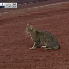 【朗報】ネッコさん、球場を沸かすｗｗｗｗｗｗｗｗｗｗｗｗｗｗｗ