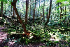 外来の植物で育ったチョウはモテない、翅の色の違いが原因か