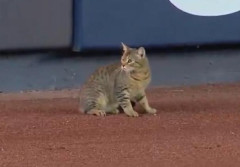 【朗報】ネッコさん、球場を爆走して大歓声