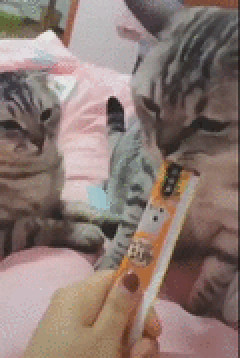 【GIF画像】お前らが笑ったgifｗｗｗｗｗｗｗｗｗｗｗｗ