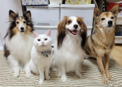 【悲報】犬派←バカそう、猫派←賢そう