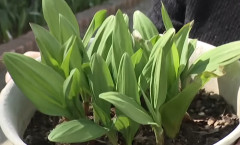 ギョウジャニンニクだと思って知人からもらったら...イヌサフラン（有毒）だった　50代女性が死亡　岩手