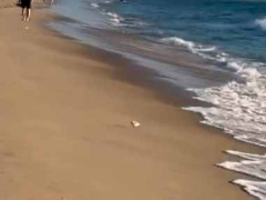 鳥もこんな遊びをするんだね。寄せては返す海の波 → 砂浜で鳥はこうします…