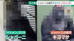 とあるゴリラ親子、佇まいから食事の様子までイケメン過ぎると話題に！受け取った野菜を軽く宙に浮かせてからパクリｗｗｗｗ