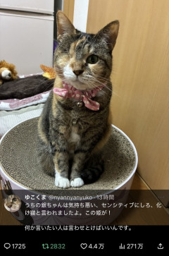 【悲報】ネット民、遂に「猫」にまで誹謗中傷するまでに堕ちるｗｗｗｗ