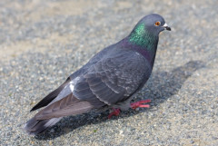 昭和生まれってスマホない時代どう連絡取ってたの？