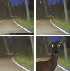 【悲報】群馬の国道でバイクの男性（61）が死亡、現場にはシカ2頭の死骸も・・・・・・・・・