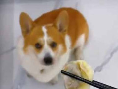 この犬は行儀が良い。裏切ったなぁ！ → 飼い主はちょっと意地悪です…