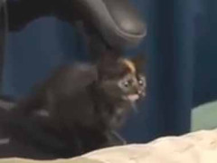 子ネコが椅子の上にいた。そこから私を狙っている。てやぁ！ → 子猫、一撃離脱です…