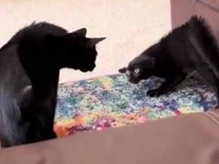 ２匹の猫がケンカしそうだ。今日はこれぐらいにしといたるわ → １匹はこんな様子です…