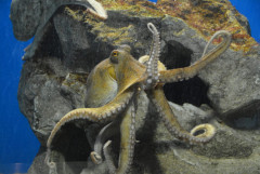 【衝撃】１億年前のタコ、最大１９メートルまで巨大化する捕食者の頂点だった