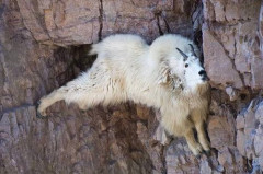 【画像】ヤギさん、断崖絶壁で絶対詰んでるのに岩肌の塩をペロペロしてしまう