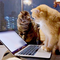 【動画】デブ猫さん、画面に居座って仕事を強制終了させてしまう