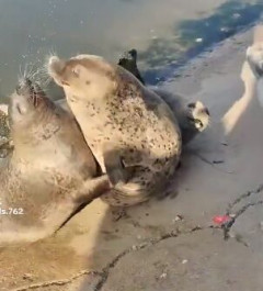 【悲報】アザラシさん、ケンカにビンタを使う