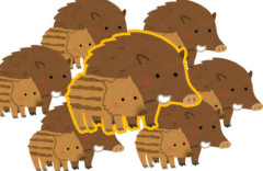 【地獄】淡路島の近くにある人口300人の島で、いなかったはずのイノシシが大繁殖…「島に泳いでいくのを見た」