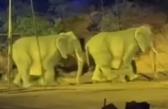 【あっ】中国の人気テーマパークでゾウを使ったショー開催 → 観客「なんか人の足が見えるんだけど・・・？」