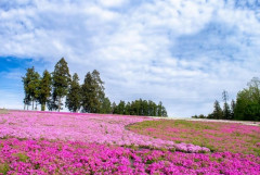 【画像】いい天気だから芝桜を見に行ったんだ