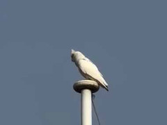 どの世界にも変わりモノはいる。並んだ旗ポールに鳥たちがとまっていた → １羽はこんな様子です…