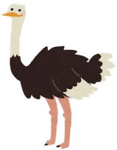 【悲報】ダチョウのスペック、ガチで最強すぎて弱点がないｗｗｗｗｗ