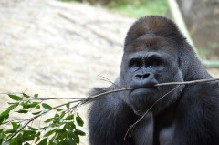 【衝撃】全盛期マイク・タイソン「ゴリラと戦わせろ。1万ドル出す」←これ！