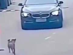 走っている車に２匹の犬が近づいて行く。危ないっ！ → 違う事故が起きました…