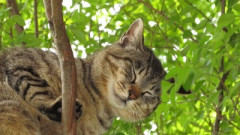 【衝撃】ADHDになりにくい条件、『子供のとき近所に木があること』だった