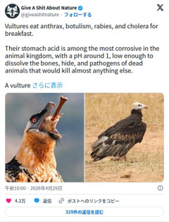 【衝撃】ハゲワシさん、いなくなっただけでインドで50万人死亡してしまう