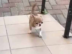 家の前は少しスロープになっていた。あれれ？ → 可愛い子はこうなります…