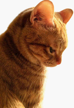 【自慢】飼い猫の好きなところを語ろう【惚気】