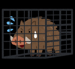 つくばで巨大イノシシ捕獲される [844481327]