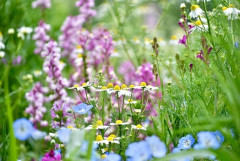 いい天気だから公園で花を愛でる（※画像あり）
