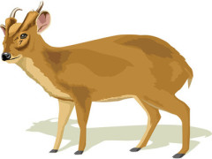 ヤマビル被害がアウトドアで急増中「血が止まらない」「魔物のよう」　ヒル増加に「シカ」や「キョン」が関係か