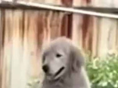 見よ、この見事なハンドリング！ → 犬が運転の練習をしているんだが…