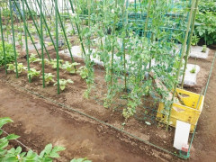 畑に行ったらマダニだらけで草！！！！！！