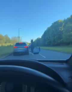 【衝撃映像】目隠し状態の馬が車と衝突