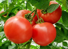【怖すぎ】「僕はペットのハムスターが死んだら庭に埋めて野菜を育ててる。人間を土葬して同じ事したらアカンの？」　→　有識者が「◯◯が危険だから絶対やめろ」と回答！マジか…