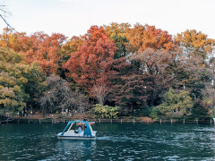 都民「自然見に行くぞー！」→完全に人口の、人がたくさんいる公園へ