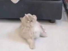 お前ら大きさ逆だろ…