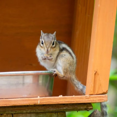 【画像】いい天気だから公園でリス🐿を撮ったった