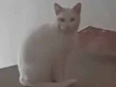 １匹の野良猫にエサをあげていた。は、初めまして、こんにちは → 子猫を連れてやってきた…