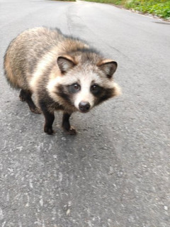 【動画】タヌキ、可愛い
