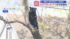 【悲報】おまわりさん、誰もいないハンマーおぢの自宅を4時間囲んでイキってた