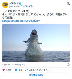 【朗報】ホホジロザメさん、常に孤独ではなく親友がいる可能性が浮上してしまう