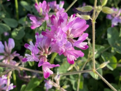 花っていいよね