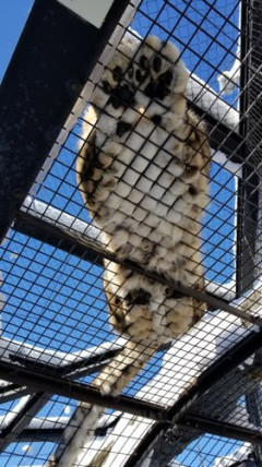 【悲報】旭山動物園さん、しれっと営業再開