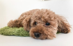 【ペット】結婚前から飼っていたトイプードル置き出て行った妻、別居中のペットフード代など「夫婦で折半」…東京地裁判決