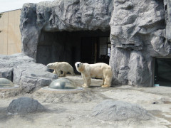 旭山動物園。しれっと営業再開ｗｗｗｗｗｗ