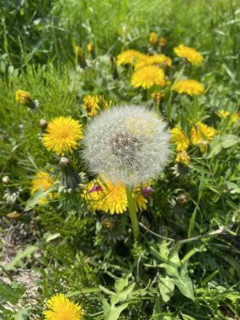 【画像】花っていいよね