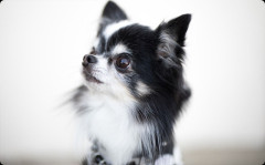 Aさん「産まれた子犬の引き取り手が1人キャンセルになった。代わりに引き取ってくれない？」私「OK」→ 結果・・・