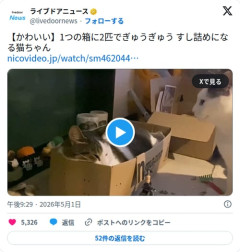 【動画】猫さん、先客がいるAmazonの箱に無理やり入って寿司詰めになってしまう